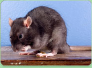 rat control Wallsend